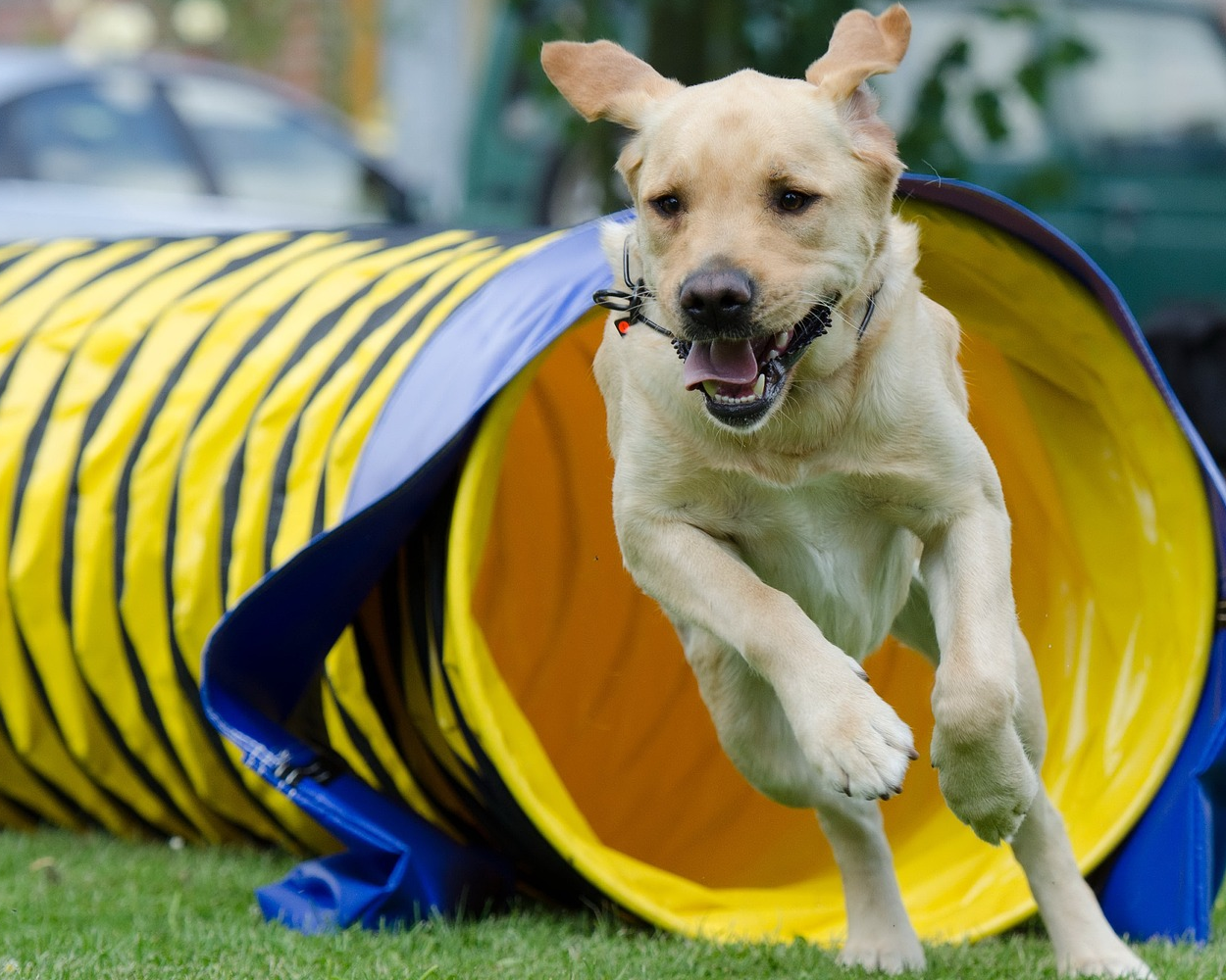 Hund laver agility