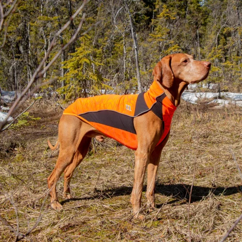 Hund med orange vest